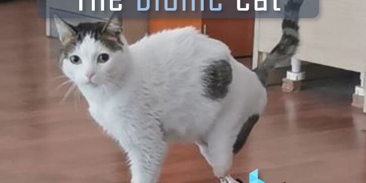 bio3Dvet_Veterinary_ITAP_Implant_Artificial Limb_Bionic Cat_Perseus_Perseas_Περσέας_Bioengineering_Advanced Veterinary Services_Custom Made Titanium Implant_Hydroxyapatite Coating_Κτηνιατρική_Βιονική Γάτα_Ενδομυελικό Εμφύτευμα_Τεχνητό Άκρο_Εμβιομηχανική_Προηγμένες Κτηνιατρικές Υπηρεσίες_Εξατομικευμένο Εμφύτευμα Τιτανίου_Επικάλυψη Υδροξυαπατίτη
