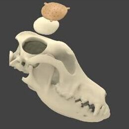 bio3Dvet_Veterinary_Custom Made Surgical Guides_3D Printing_Bioengineering_Advanced Veterinary Services_Κτηνιατρική_Εξατομικευμένοι Χειρουργικοί Οδηγοί_Τρισδιάστατη Εκτύπωση_Εμβιομηχανική_Προηγμένες Κτηνιατρικές Υπηρεσίες_I2