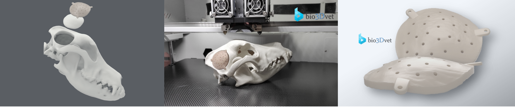 bio3Dvet_Veterinary_Implant PEEK_Anatomical Bone Model_3D Printing_Bioengineering_Advanced Veterinary Services_Κτηνιατρική_Εμφύτευμα PEEK_Ανατομικό Μοντέλο Οστού_Τρισδιάστατη Εκτύπωση_Εμβιομηχανική_Προηγμένες Κτηνιατρικές Υπηρεσίες_I3