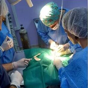 bio3Dvet_Veterinary_Custom Made Surgical Guides_3D Printing_Bioengineering_Advanced Veterinary Services_Κτηνιατρική_Εξατομικευμένοι Χειρουργικοί Οδηγοί_Τρισδιάστατη Εκτύπωση_Εμβιομηχανική_Προηγμένες Κτηνιατρικές Υπηρεσίες_I5