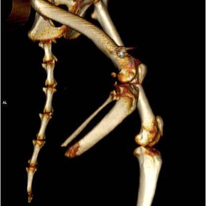 bio3Dvet_Veterinary_Computed Tomography_CT Images_X Rays_ITAP_Implant_Artificial Limb_Bionic Cat_Bioengineering_Advanced Veterinary Services_3D Printing _Custom Made Titanium Implant_Hydroxyapatite Coating_Κτηνιατρική_Βιονική Γάτα_Ενδομυελικό Εμφύτευμα_Περσέας_Τεχνητό Άκρο_Perseas_Perseus_Εμβιομηχανική_Προηγμένες Κτηνιατρικές Υπηρεσίες_Τρισδιάστατη Εκτύπωση_Εξατομικευμένο Εμφύτευμα Τιτανίου_Επικάλυψη Υδροξυαπατίτη_Αξονικός Τομογράφος_Ακτινογραφία-I1