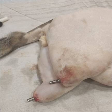 bio3Dvet_Veterinary_ITAP_Implant_Artificial Limb_Bionic Cat_Bioengineering_Advanced Veterinary Services_Perseus_Perseas_Περσέας_Custom Made Titanium Implant_Hydroxyapatite Coating_Κτηνιατρική_Βιονική Γάτα_Ενδομυελικό Εμφύτευμα_Τεχνητό Άκρο_Εμβιομηχανική_Προηγμένες Κτηνιατρικές Υπηρεσίες_Εξατομικευμένο Εμφύτευμα Τιτανίου_Επικάλυψη Υδροξυαπατίτη_Ι2