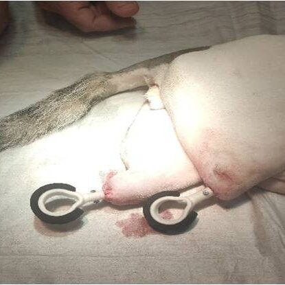 bio3Dvet_Veterinary_ITAP_Implant_Artificial Limb_Bionic Cat_Bioengineering_Advanced Veterinary Services_Perseus_Perseas_Περσέας_Custom Made Titanium Implant_Hydroxyapatite Coating_Κτηνιατρική_Βιονική Γάτα_Ενδομυελικό Εμφύτευμα_Τεχνητό Άκρο_Εμβιομηχανική_Προηγμένες Κτηνιατρικές Υπηρεσίες_Εξατομικευμένο Εμφύτευμα Τιτανίου_Επικάλυψη Υδροξυαπατίτη_Ι3