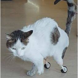 bio3Dvet_Veterinary_ITAP_Implant_Artificial Limb_Bionic Cat_Bioengineering_Advanced Veterinary Services_Perseus_Perseas_Περσέας_Custom Made Titanium Implant_Hydroxyapatite Coating_Κτηνιατρική_Βιονική Γάτα_Ενδομυελικό Εμφύτευμα_Τεχνητό Άκρο_Εμβιομηχανική_Προηγμένες Κτηνιατρικές Υπηρεσίες_Εξατομικευμένο Εμφύτευμα Τιτανίου_Επικάλυψη Υδροξυαπατίτη_Ι4