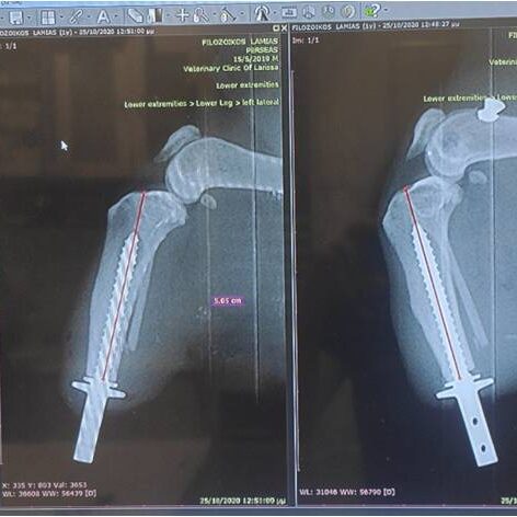 bio3Dvet_Veterinary_ITAP_Implant_Artificial Limb_Bionic Cat_X-rays_Perseus_Perseas_Περσέας_Bioengineering_Advanced Veterinary Services_Custom Made Titanium Implant_Hydroxyapatite Coating_Κτηνιατρική_Βιονική Γάτα_Ενδομυελικό Εμφύτευμα_Τεχνητό Άκρο_Ακτινογραφία_Εμβιομηχανική_Προηγμένες Κτηνιατρικές Υπηρεσίες_Εξατομικευμένο Εμφύτευμα Τιτανίου_Επικάλυψη Υδροξυαπατίτη_Ι1