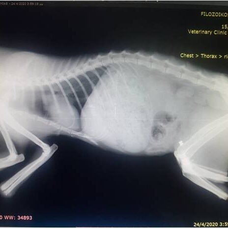 bio3Dvet_Veterinary_Computed Tomography_CT Images_X Rays_ITAP_Implant_Artificial Limb_Bionic Cat_Bioengineering_Advanced Veterinary Services_3D Printing _Custom Made Titanium Implant_Hydroxyapatite Coating_Κτηνιατρική_Βιονική Γάτα_Ενδομυελικό Εμφύτευμα_Περσέας_Τεχνητό Άκρο_Perseas_Perseus_Εμβιομηχανική_Προηγμένες Κτηνιατρικές Υπηρεσίες_Τρισδιάστατη Εκτύπωση_Εξατομικευμένο Εμφύτευμα Τιτανίου_Επικάλυψη Υδροξυαπατίτη_Αξονικός Τομογράφος_Ακτινογραφία-I2