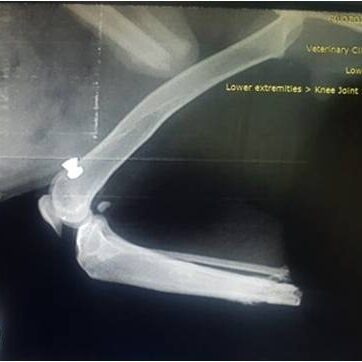 bio3Dvet_Veterinary_Computed Tomography_CT Images_X Rays_ITAP_Implant_Artificial Limb_Bionic Cat_Bioengineering_Advanced Veterinary Services_3D Printing _Custom Made Titanium Implant_Hydroxyapatite Coating_Κτηνιατρική_Βιονική Γάτα_Ενδομυελικό Εμφύτευμα_Περσέας_Τεχνητό Άκρο_Perseas_Perseus_Εμβιομηχανική_Προηγμένες Κτηνιατρικές Υπηρεσίες_Τρισδιάστατη Εκτύπωση_Εξατομικευμένο Εμφύτευμα Τιτανίου_Επικάλυψη Υδροξυαπατίτη_Αξονικός Τομογράφος_Ακτινογραφία-I3