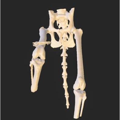 bio3Dvet_Veterinary_Computed Tomography_CT Images_X Rays_ITAP_Implant_Artificial Limb_Bionic Cat_Bioengineering_Advanced Veterinary Services_3D Printing _Custom Made Titanium Implant_Hydroxyapatite Coating_Κτηνιατρική_Βιονική Γάτα_Ενδομυελικό Εμφύτευμα_Περσέας_Τεχνητό Άκρο_Perseas_Perseus_Εμβιομηχανική_Προηγμένες Κτηνιατρικές Υπηρεσίες_Τρισδιάστατη Εκτύπωση_Εξατομικευμένο Εμφύτευμα Τιτανίου_Επικάλυψη Υδροξυαπατίτη_Αξονικός Τομογράφος_Ακτινογραφία-I4