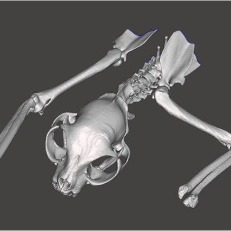 bio3Dvet_Veterinary_Computed Tomography_CT Images_X Rays_ITAP_Implant_Artificial Limb_Bionic Cat_Bioengineering_Advanced Veterinary Services_3D Printing _Custom Made Titanium Implant_Hydroxyapatite Coating_Κτηνιατρική_Βιονική Γάτα_Ενδομυελικό Εμφύτευμα_Περσέας_Τεχνητό Άκρο_Perseas_Perseus_Εμβιομηχανική_Προηγμένες Κτηνιατρικές Υπηρεσίες_Τρισδιάστατη Εκτύπωση_Εξατομικευμένο Εμφύτευμα Τιτανίου_Επικάλυψη Υδροξυαπατίτη_Αξονικός Τομογράφος_Ακτινογραφία-I5