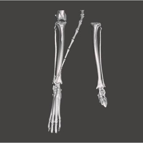 bio3Dvet_Veterinary_Computed Tomography_CT Images_X Rays_ITAP_Implant_Artificial Limb_Bionic Cat_Bioengineering_Advanced Veterinary Services_3D Printing _Custom Made Titanium Implant_Hydroxyapatite Coating_Κτηνιατρική_Βιονική Γάτα_Ενδομυελικό Εμφύτευμα_Περσέας_Τεχνητό Άκρο_Perseas_Perseus_Εμβιομηχανική_Προηγμένες Κτηνιατρικές Υπηρεσίες_Τρισδιάστατη Εκτύπωση_Εξατομικευμένο Εμφύτευμα Τιτανίου_Επικάλυψη Υδροξυαπατίτη_Αξονικός Τομογράφος_Ακτινογραφία-I6