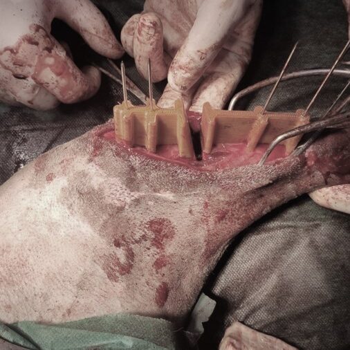 bio3Dvet_Veterinary_Pre-operative Planning_Custom Made Surgical Guides_3D Printing_Bioengineering_Advanced Veterinary Services_Κτηνιατρική_Προ-εγχειρητική Μελέτη_Εξατομικευμένοι Χειρουργικοί Οδηγοί_Τρισδιάστατη Εκτύπωση_Εμβιομηχανική_Προηγμένες Κτηνιατρικές Υπηρεσίες