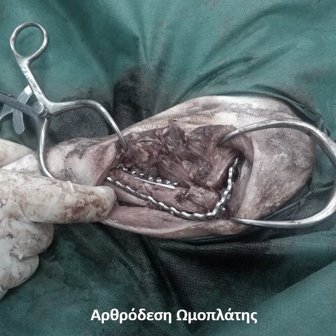 bio3Dvet_Veterinary_Custom Made Surgical Guides_3D Printing_Bioengineering_Advanced Veterinary Services_Κτηνιατρική_Eξατομικευμένοι Χειρουργικοί Οδηγοί_Τρισδιάστατη Εκτύπωση_Εμβιομηχανική_Προηγμένες Κτηνιατρικές Υπηρεσίες