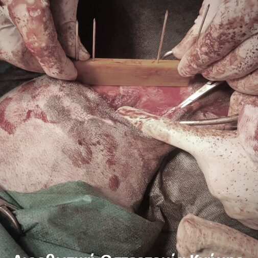 bio3Dvet_Veterinary_Pre-operative Planning_Custom Made Surgical Guides_3D Printing_Bioengineering_Advanced Veterinary Services_Κτηνιατρική_Προ-εγχειρητική Μελέτη_Εξατομικευμένοι Χειρουργικοί Οδηγοί_Τρισδιάστατη Εκτύπωση_Εμβιομηχανική_Προηγμένες Κτηνιατρικές Υπηρεσίες