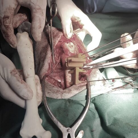 bio3Dvet_Veterinary_Pre-operative Planning_Custom Made Surgical Guides_3D Printing_Bioengineering_Advanced Veterinary Services_Κτηνιατρική_Προ-εγχειρητική Μελέτη_Εξατομικευμένοι Χειρουργικοί Οδηγοί_Τρισδιάστατη Εκτύπωση_Εμβιομηχανική_Προηγμένες Κτηνιατρικές Υπηρεσίες
