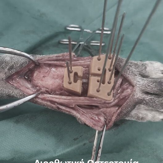 bio3Dvet_Veterinary_Custom Made Surgical Guides_3D Printing_Bioengineering_Advanced Veterinary Services_Κτηνιατρική_Εξατομικευμένοι Χειρουργικοί Οδηγοί_Τρισδιάστατη Εκτύπωση_Εμβιομηχανική_Προηγμένες Κτηνιατρικές Υπηρεσίες