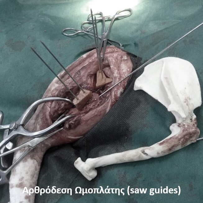 bio3Dvet_Veterinary_Custom Made Surgical Guides_3D Printing_Bioengineering_Advanced Veterinary Services_Κτηνιατρική_Εξατομικευμένοι Χειρουργικοί Οδηγοί_Τρισδιάστατη Εκτύπωση_Εμβιομηχανική_Προηγμένες Κτηνιατρικές Υπηρεσίες